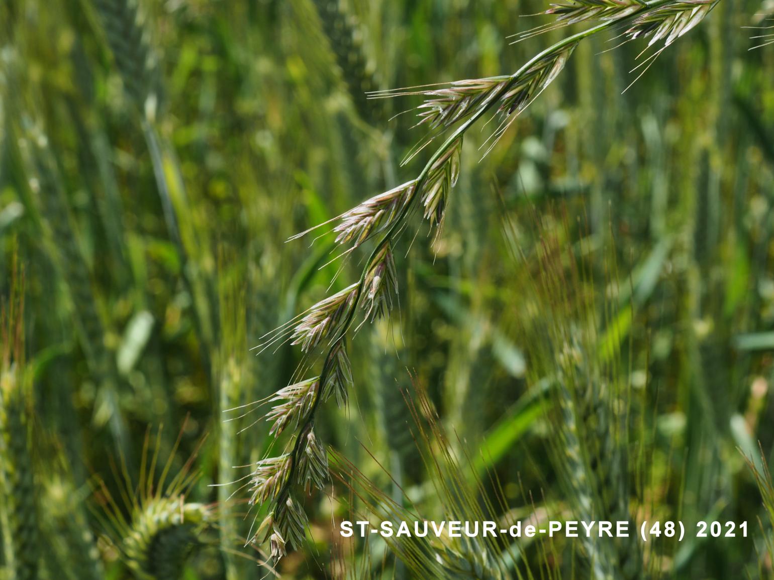 Rye-grass, Italian